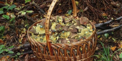 Kako kuhati gljive: za zimu, najbolji recepti